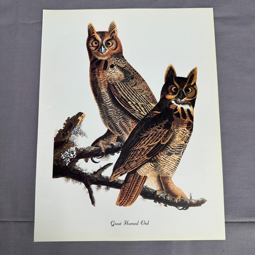 1950 Vintage Print Great Horned Owl American Bird Art Illustration Audubon 9x12